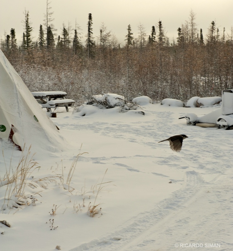dsc 1318  Afueras de Churchill, Manitoba, Canadá. 