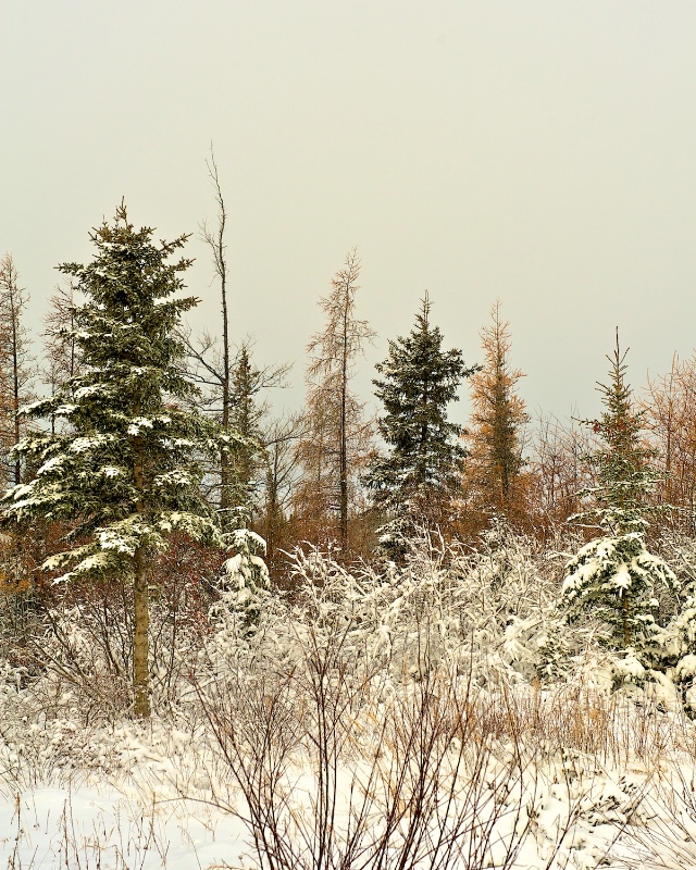  dsc 1314 Afueras de Churchill, Manitoba, Canadá