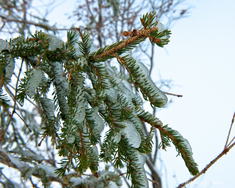 dsc 1298 Churchill, Manitoba, Canadá