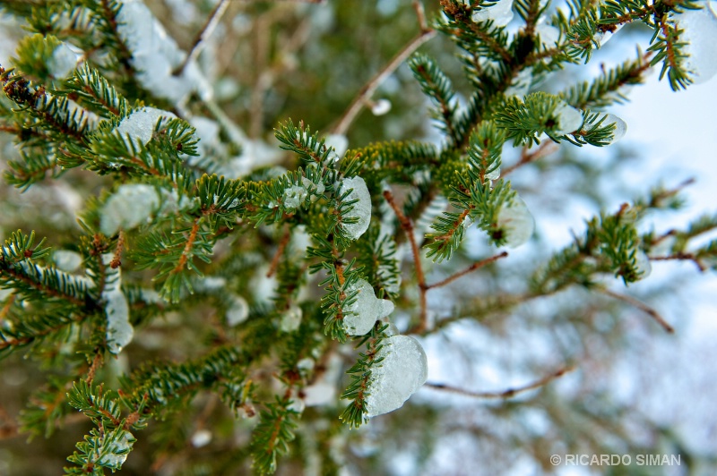dsc 1295  Churchill, Manitoba, Canadá