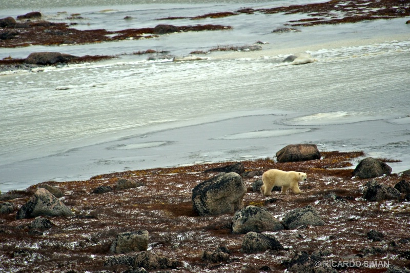 dsc 1219 1 Churchill, Manitoba, Canadá
