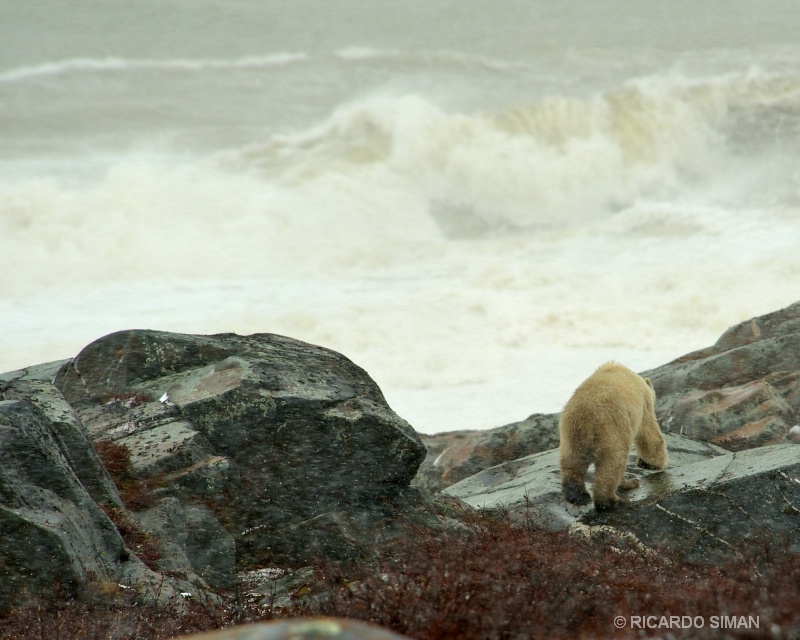  dsc 0971 Churchill, Manitoba, Canadá