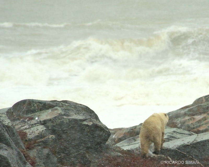 dsc 0971 Churchill, Manitoba, Canadá