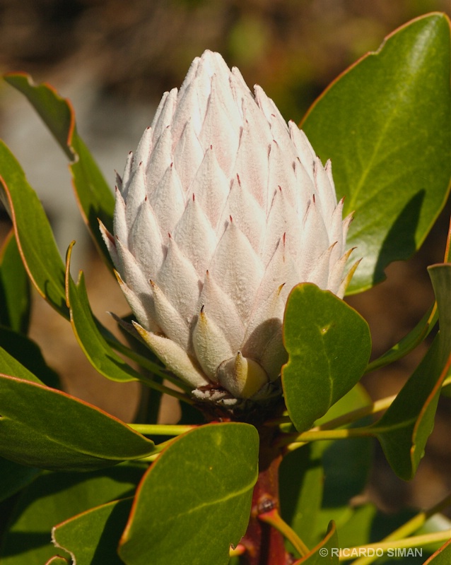King Protea