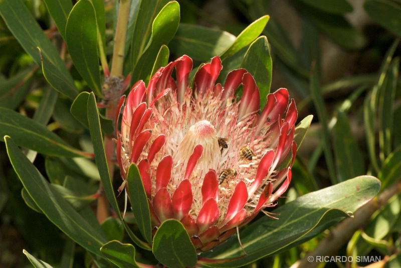 King Protea