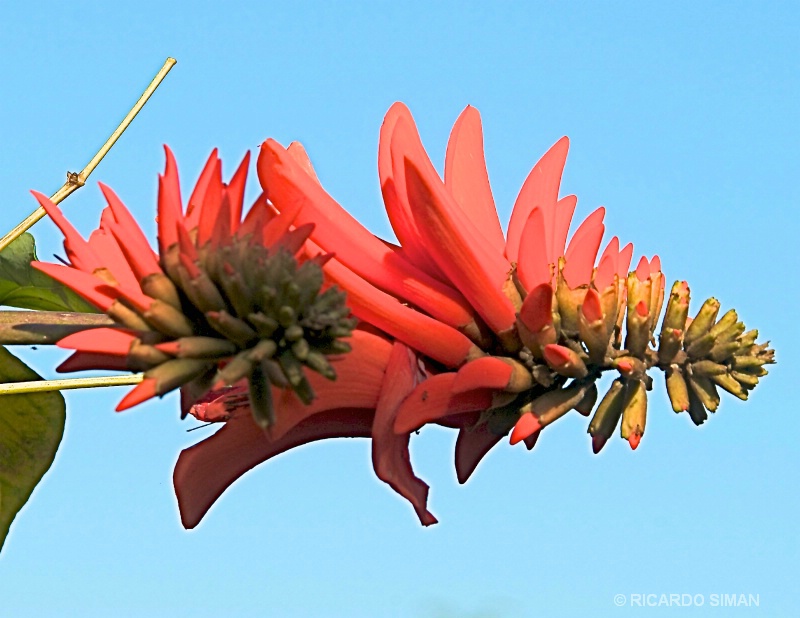 Flor de Arbol de Coral Africano
