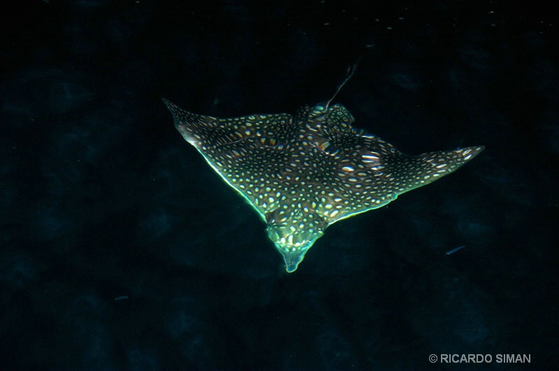 Raya atigrada en el archipiélago de San Blas, Panamá.