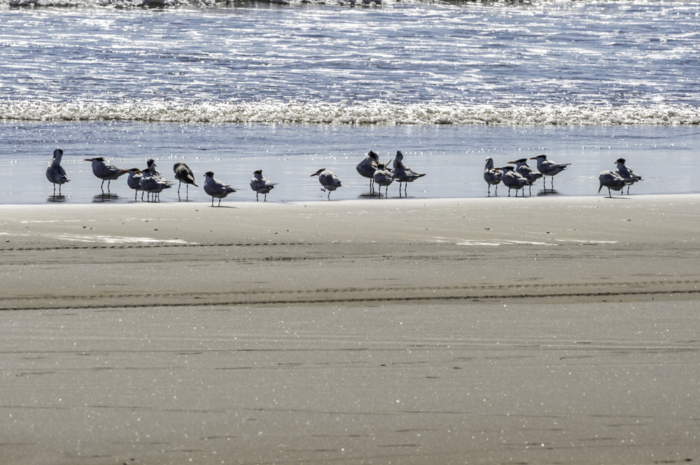 Gaviotas cabeza gris en la Costa