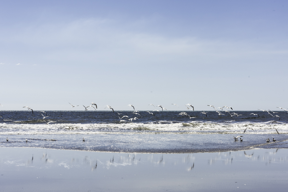 Gaviotas en pleno vuelo