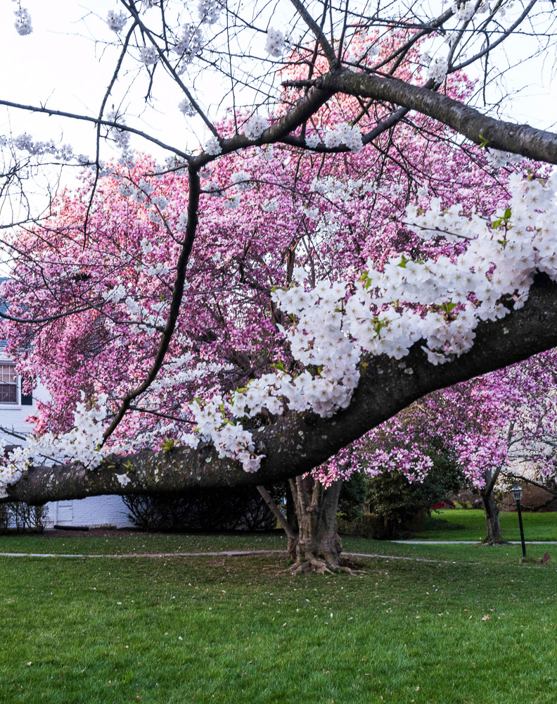 DSC_6941 Arbol de Cerezo