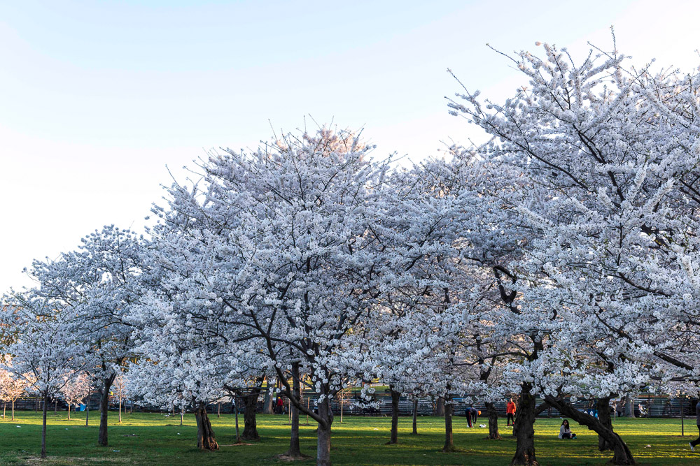DSC_6350 Arbol de Cerezo, Washington Park