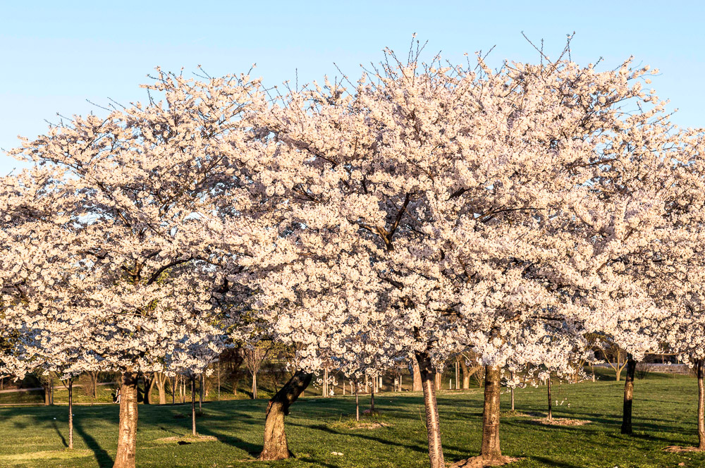DSC_6346 Arbol de Cerezo, Washington Park
