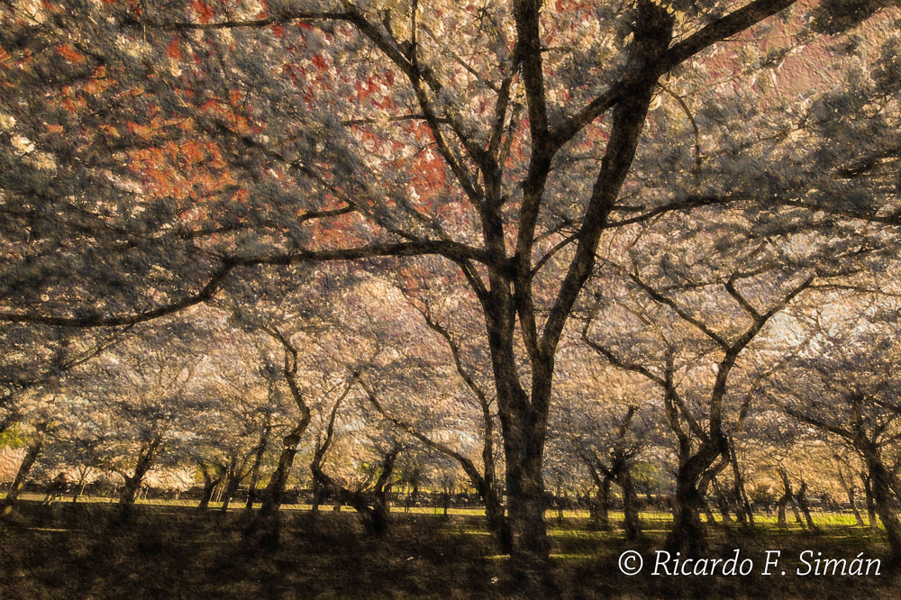 _DSC0396 Arbol de Cerezo