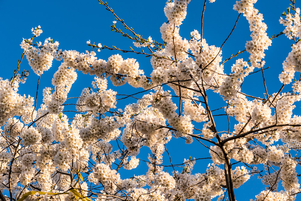 _DSC0380 Flor de Cerezo, Washington Park