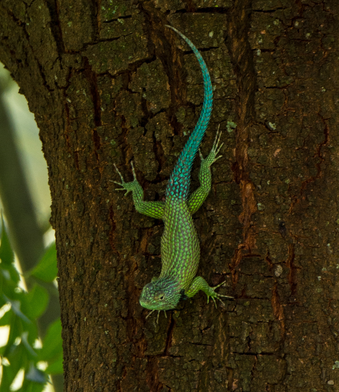 fauna colorida en Lago de Coatepeque
