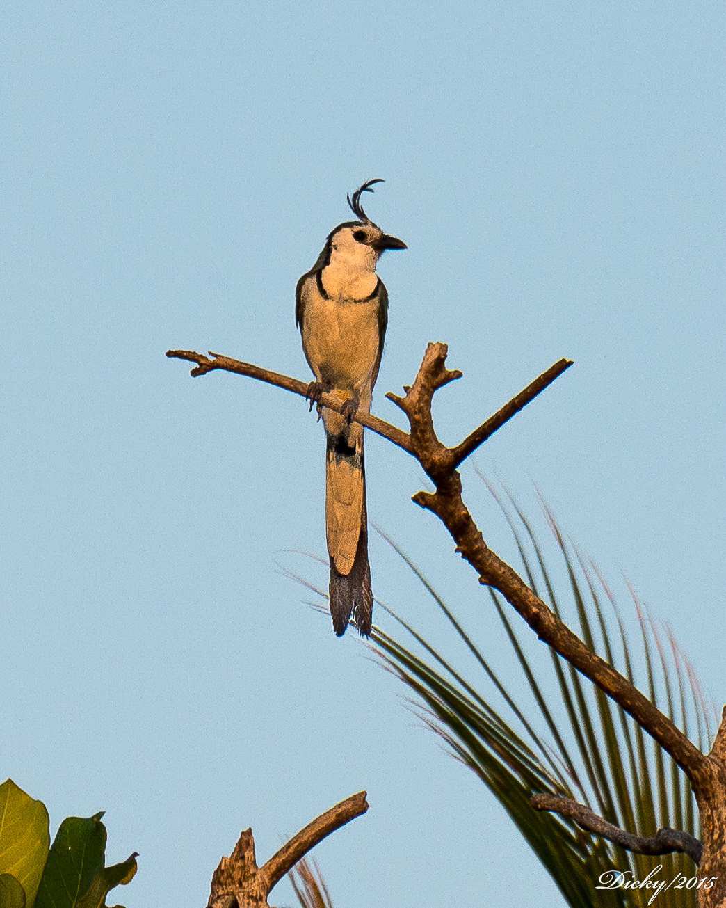 Urraca Copetona, Costa del Sol