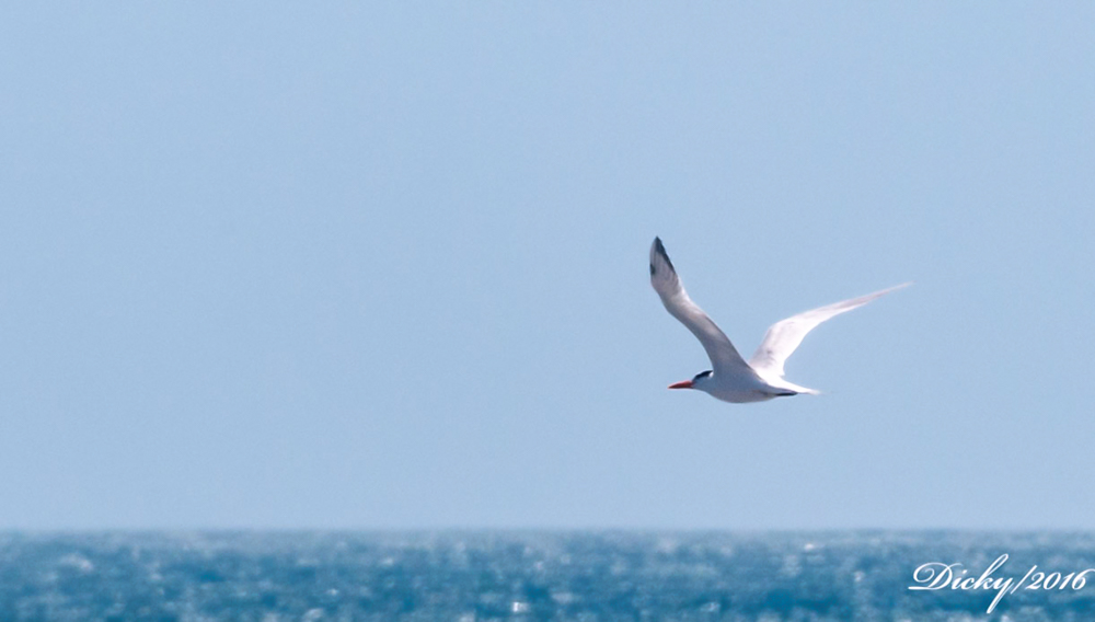 _DSC9588 Gaviota en la Costa